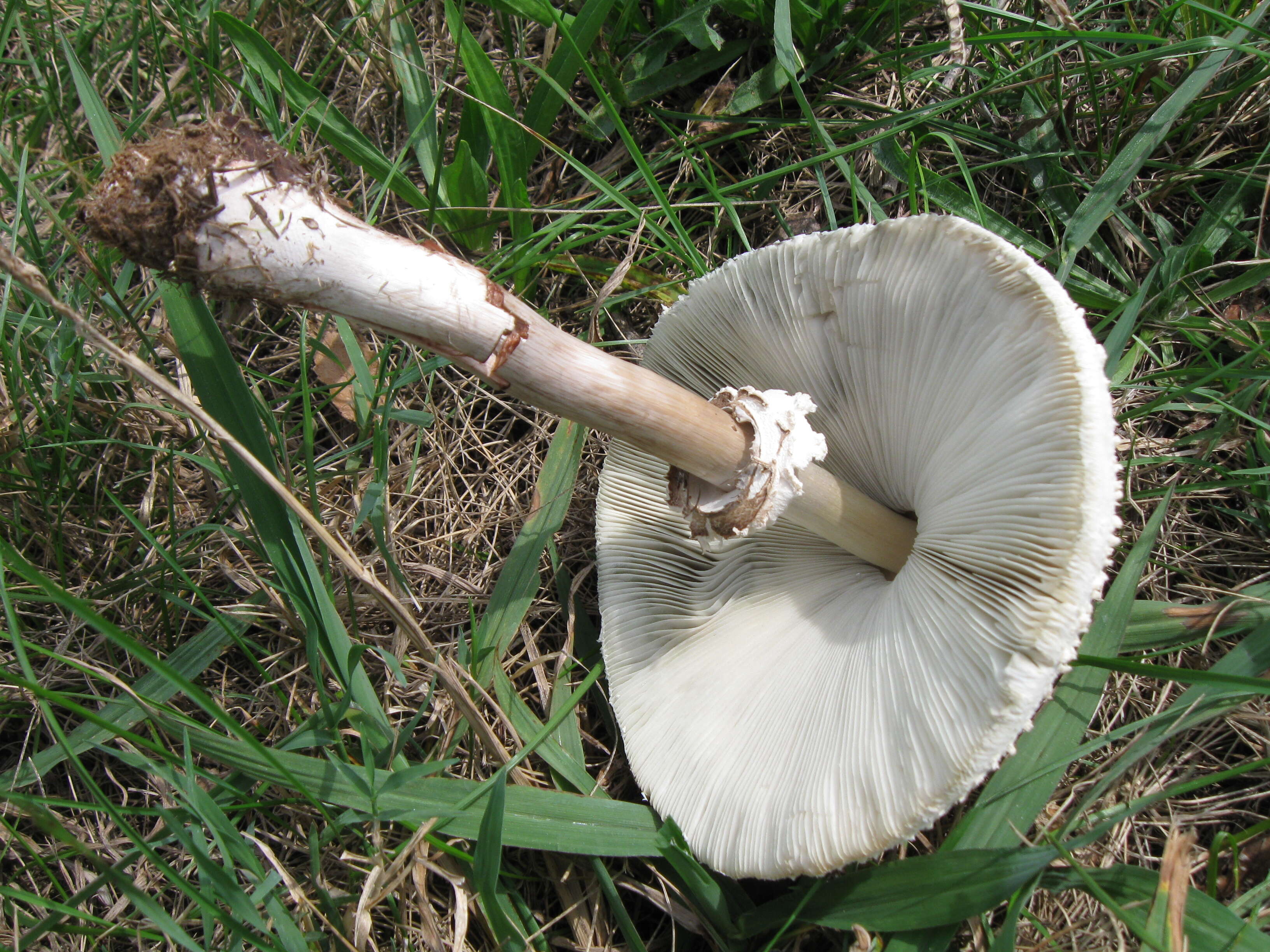 Image of Green-spored parasol