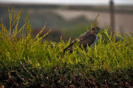 Image of Eurasian Sparrowhawk