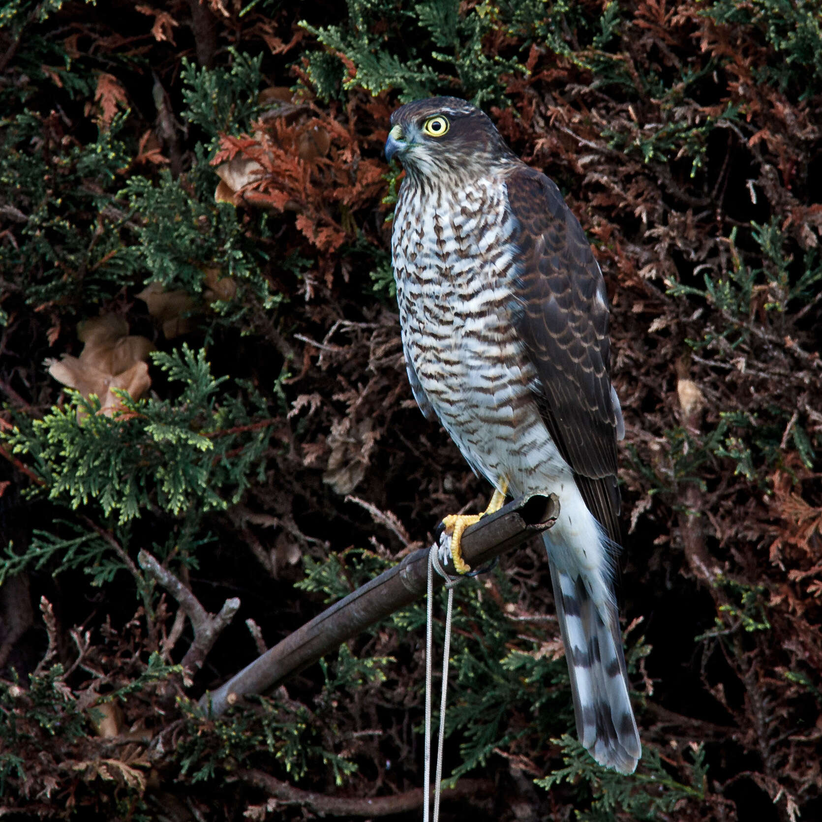 Image of Eurasian Sparrowhawk