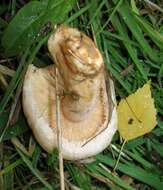 Image of Downy milkcap