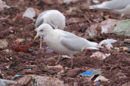 Image of Iceland gull