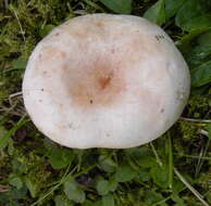 صورة Lactarius pubescens Fr. 1838