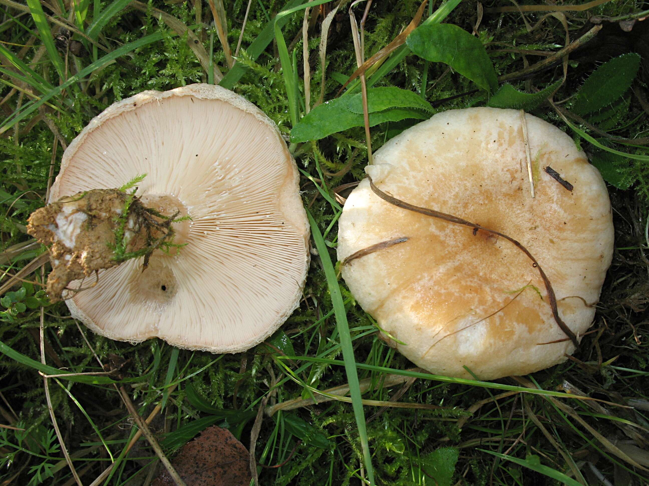 صورة Lactarius pubescens Fr. 1838