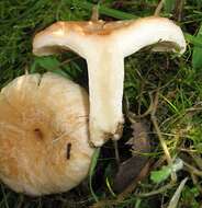 صورة Lactarius pubescens Fr. 1838