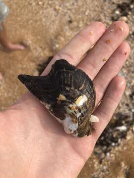 Image of Atlantic wing-oyster