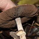 Слика од Agaricus austrovinaceus Grgur. & T. W. May 1997