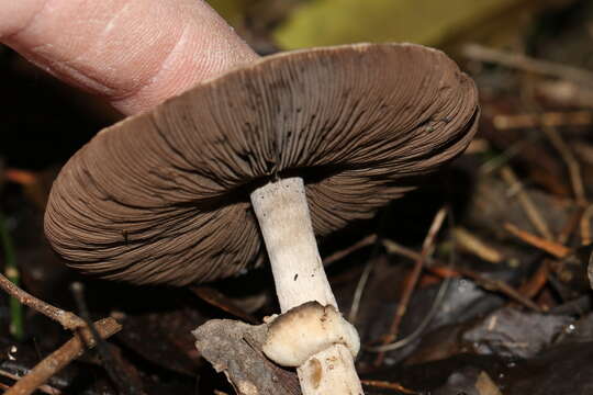 Слика од Agaricus austrovinaceus Grgur. & T. W. May 1997