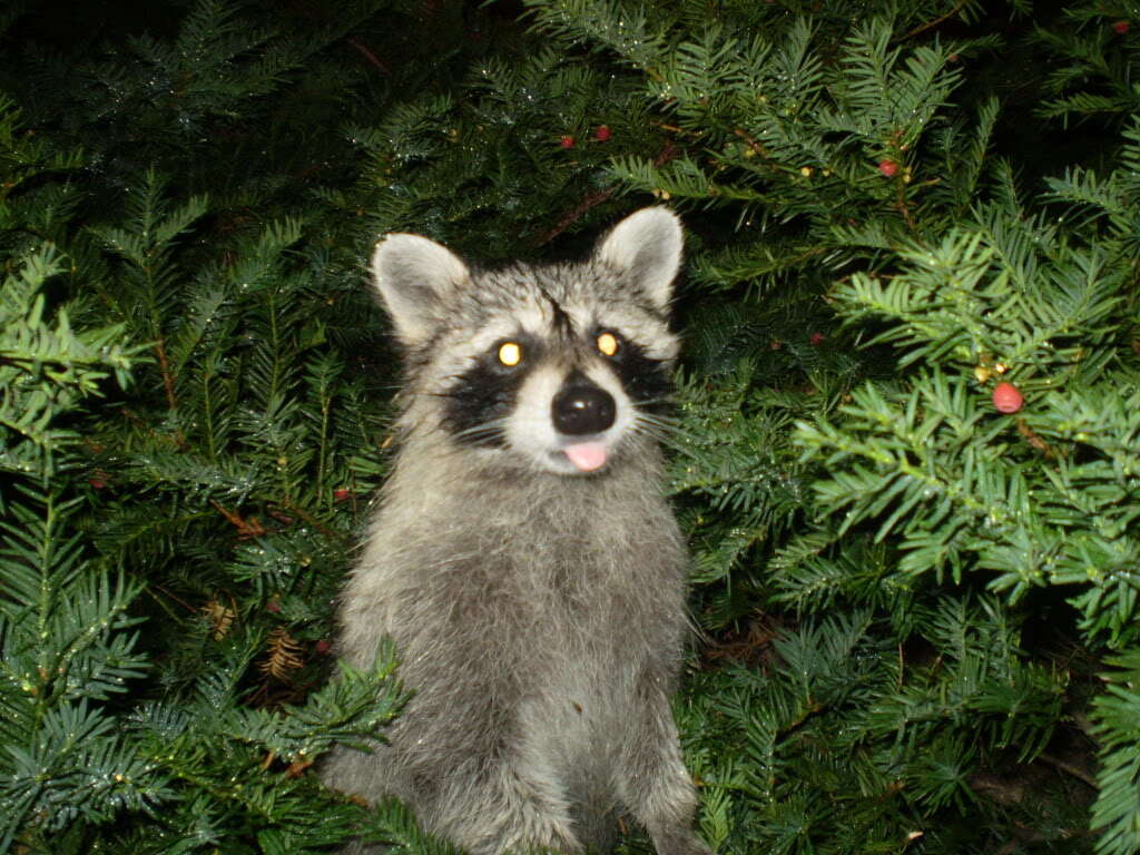 Image of raccoons