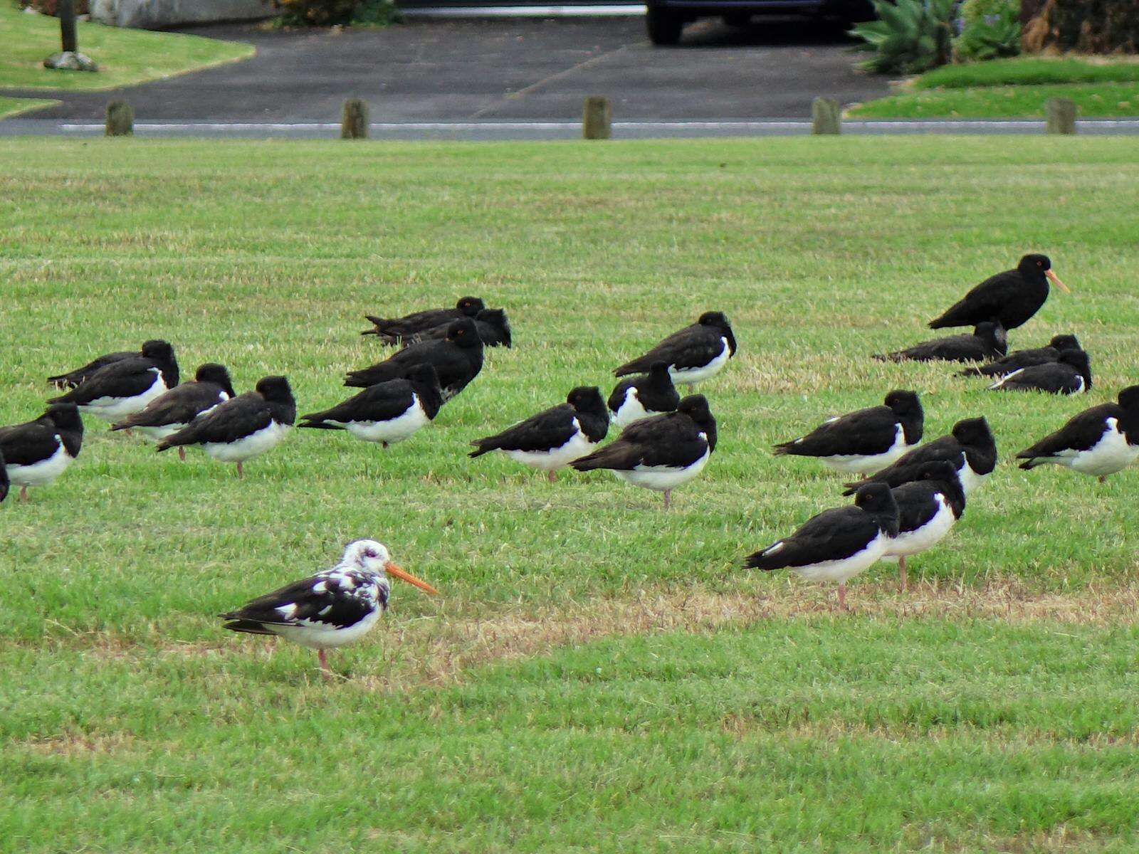 Image of South Island Oystercatcher