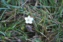 Plancia ëd Parnassia palustris L.