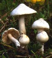 Inocybe geophylla (Bull.) P. Kumm. 1871 resmi