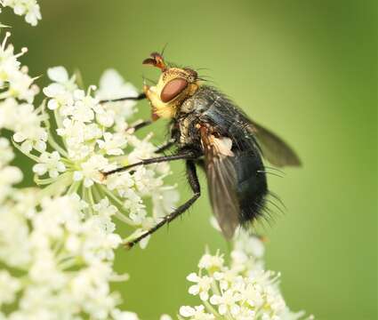 Archytas aterrimus (Robineau-Desvoidy 1830) resmi