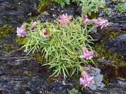 Image of Silene morrisonmontana var. morrisonmontana