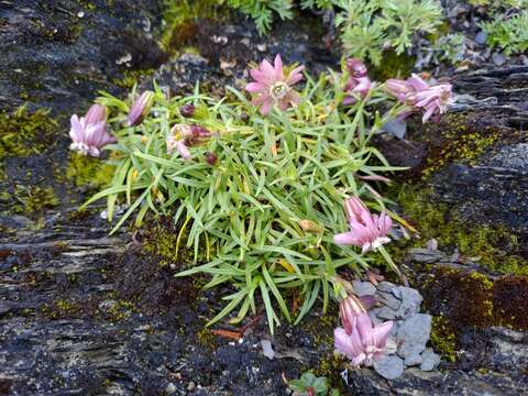 Silene morrisonmontana var. morrisonmontana resmi