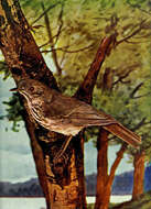 Image of Hermit Thrush