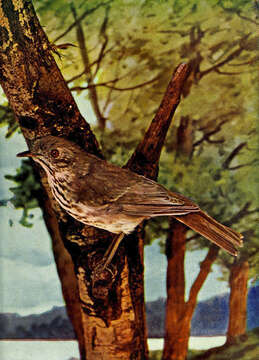 Image of Hermit Thrush