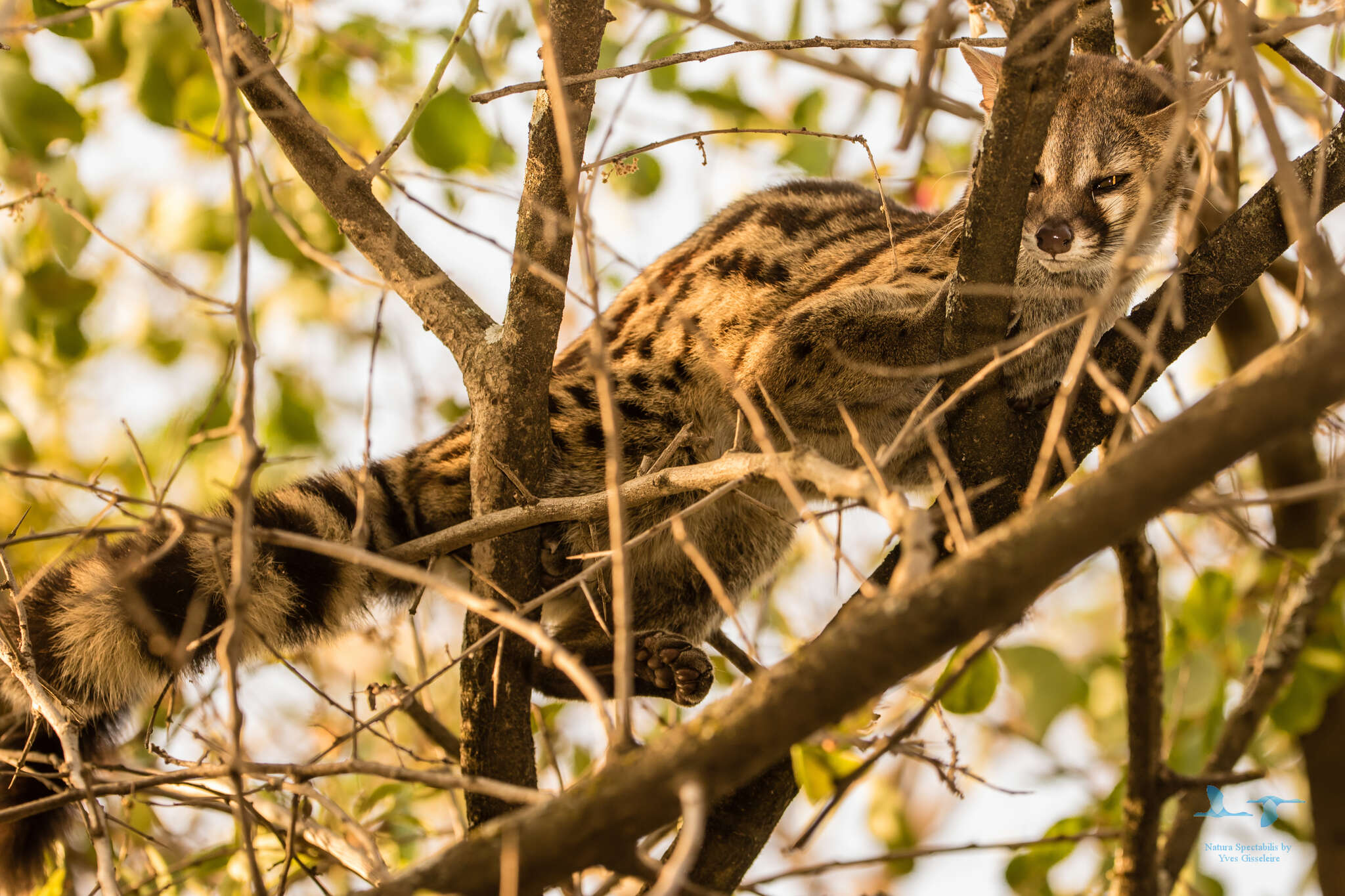 Image of Blotched Genet