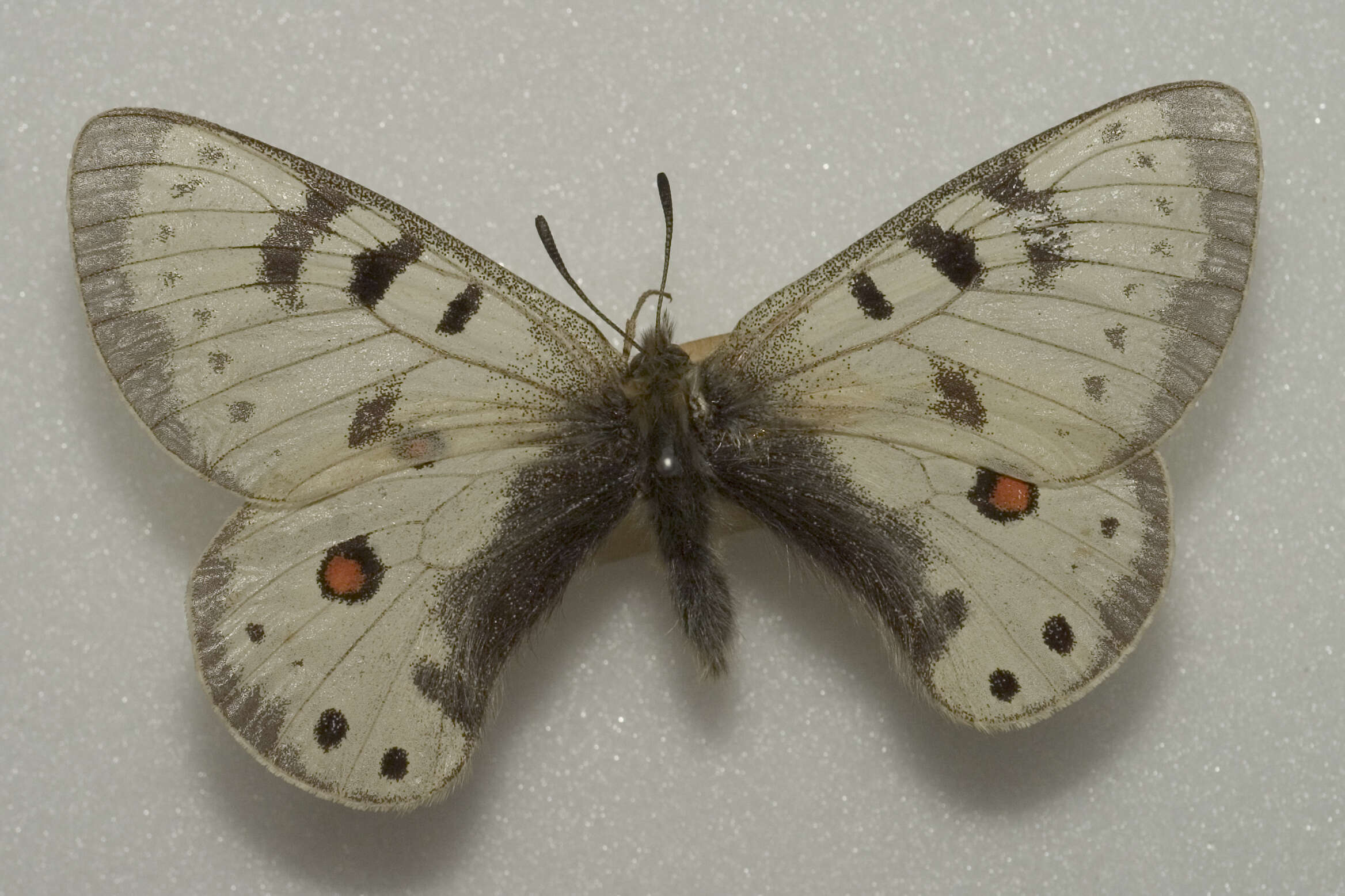 Image of Parnassius nordmanni