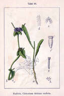 Image of cultivated endive
