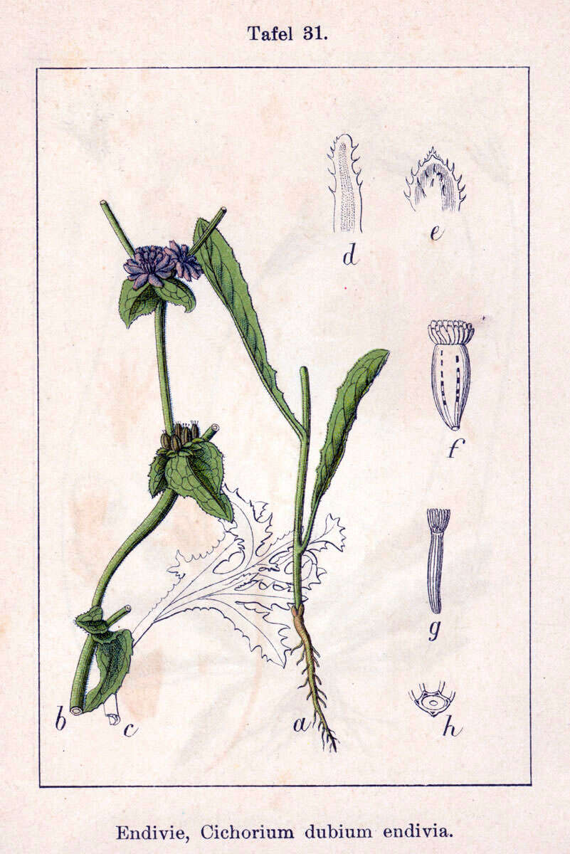 Image of cultivated endive