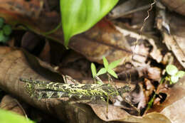 Image of Stratocles viridimaculatus Günther 1930