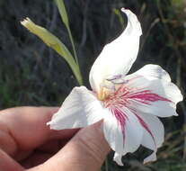 Слика од Gladiolus roseovenosus Goldblatt & J. C. Manning