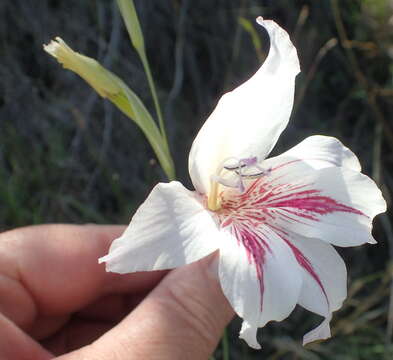 Image of Gladiolus roseovenosus Goldblatt & J. C. Manning