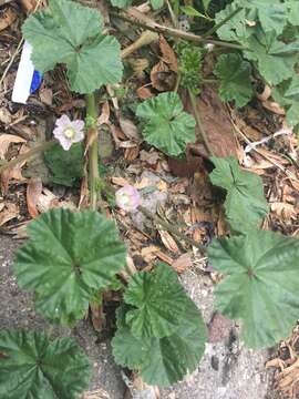 Image of common mallow