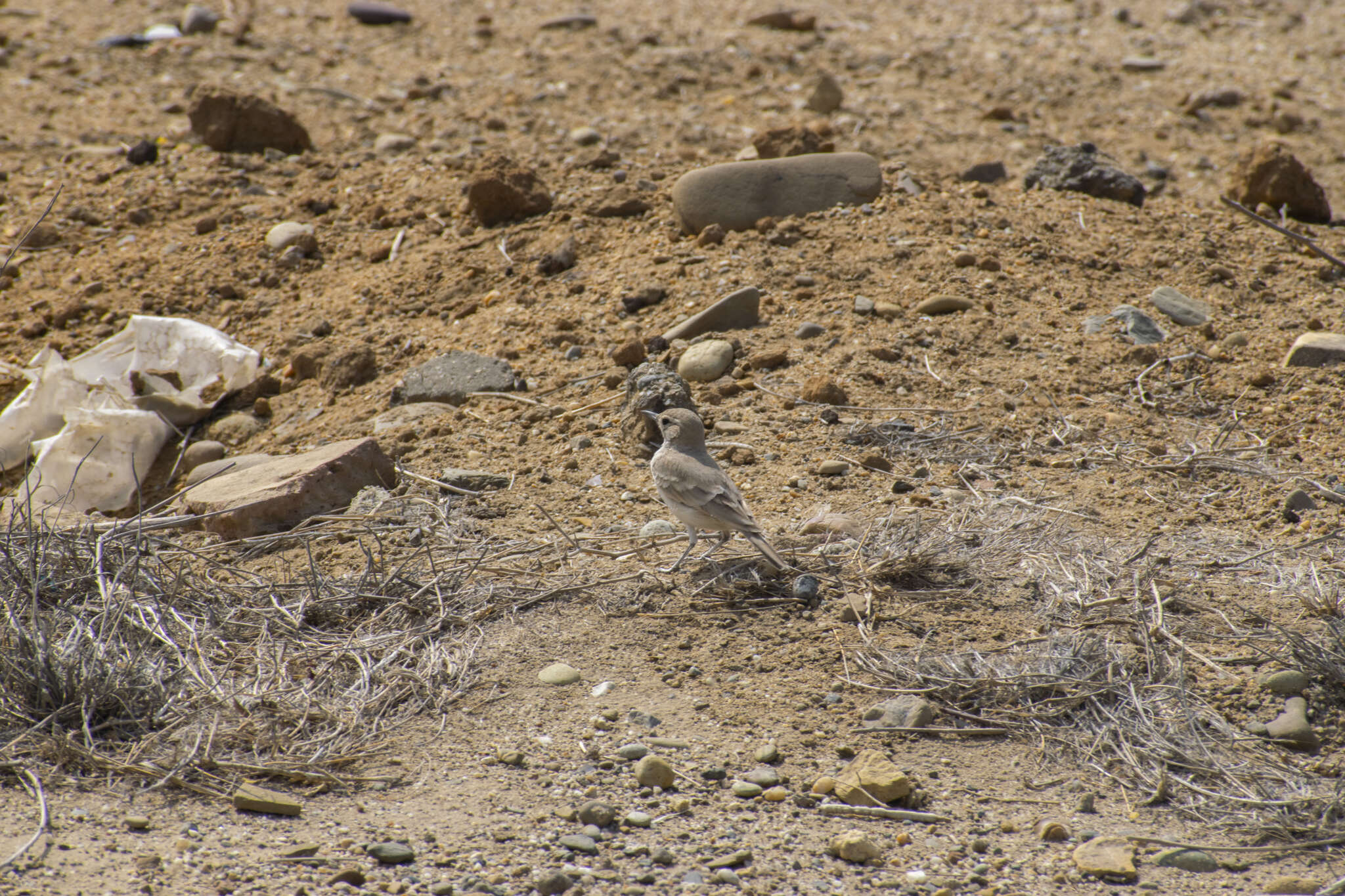 Geositta peruviana Lafresnaye 1847的圖片