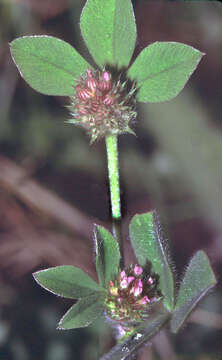 Image of clover