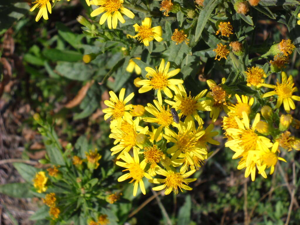 Image of Strong-smelling Inula