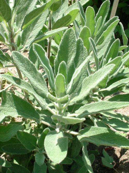 Imagem de Salvia candelabrum Boiss.