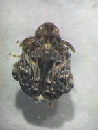 Image of Redbud Bruchid