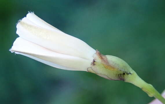 Image de Convolvulus sagittatus Thunb.