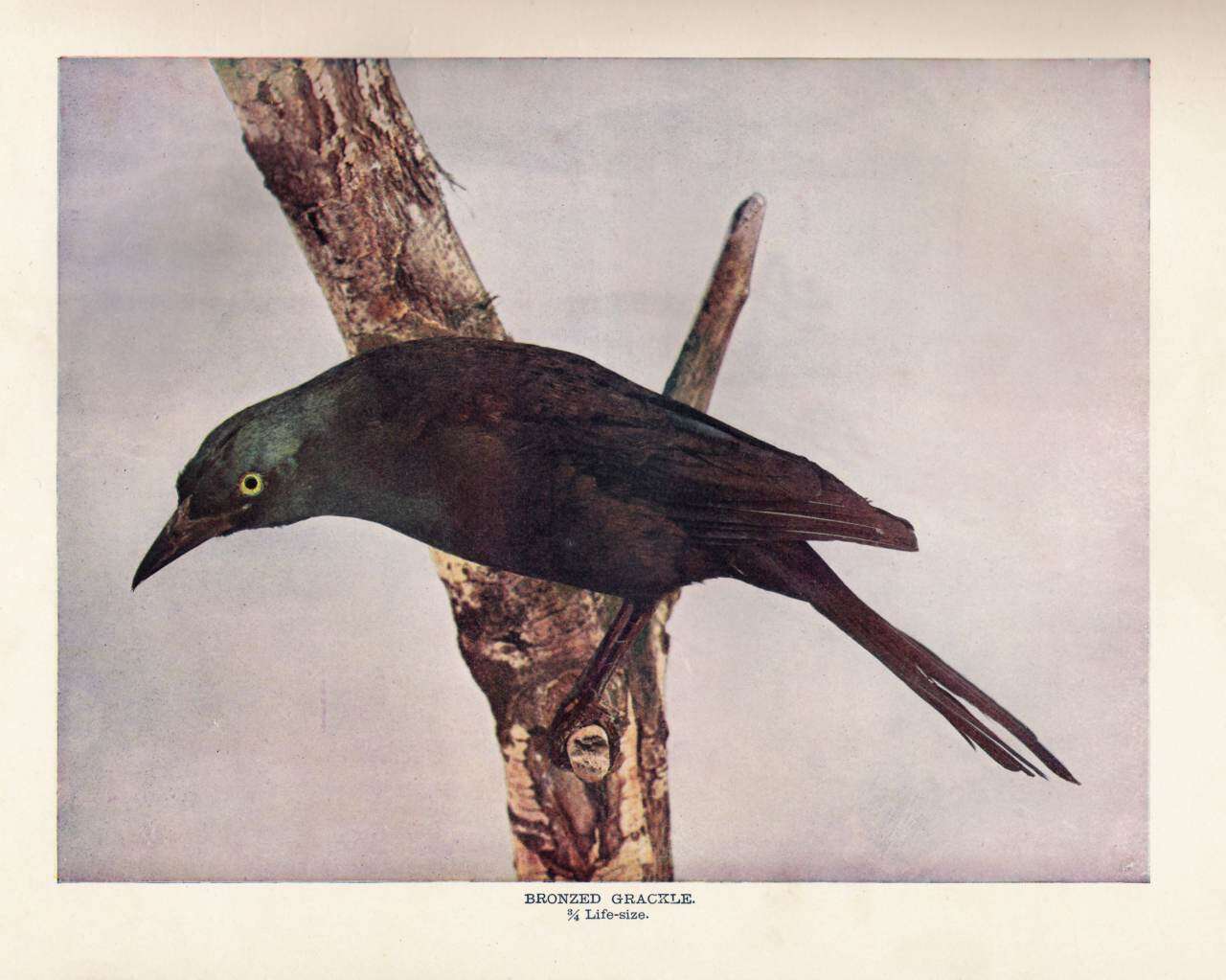 Image of Quiscalus Vieillot 1816