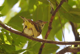 صورة Pachycephala pectoralis pectoralis (Latham 1801)