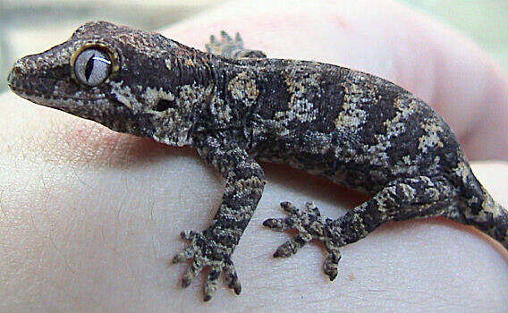 Image de Gecko Géant Cornu