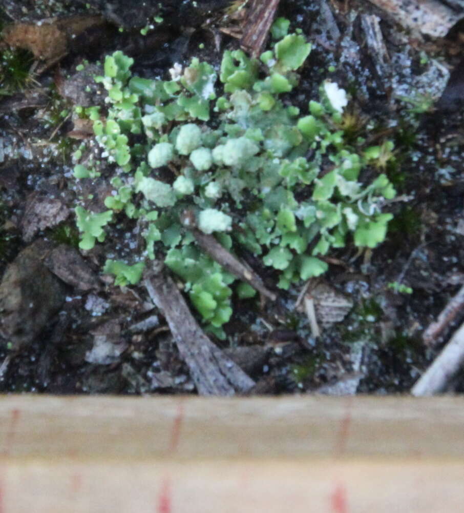 Image of Marchantia foliacea Mitt.