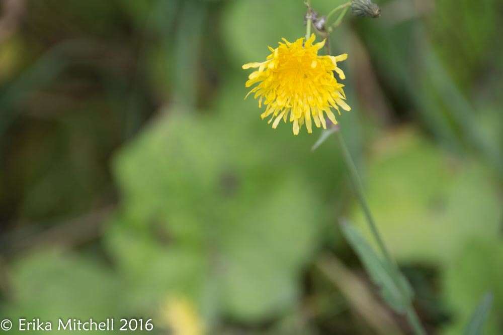 Image of August-Flower