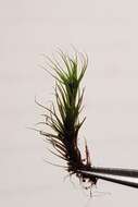 Image of rusty swan-neck moss