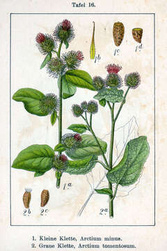 Image of woolly burdock