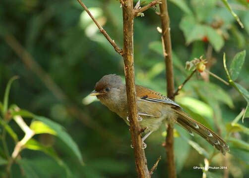 Image of Rusty-fronted Barwing