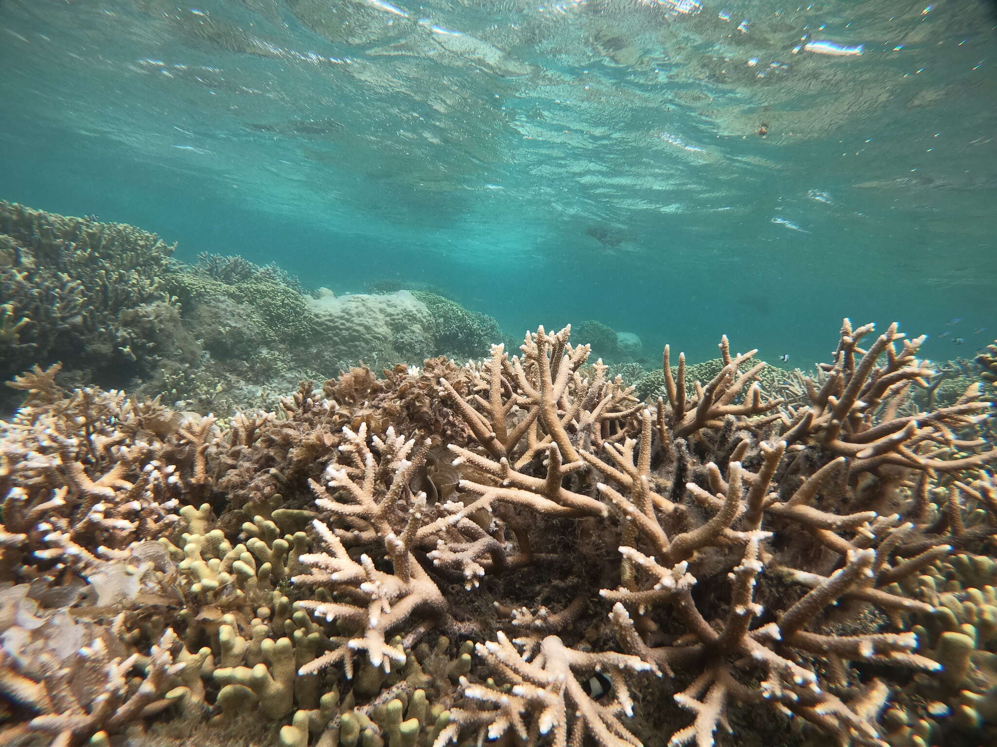 Sivun Acropora pulchra (Brook 1891) kuva