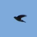 Image of Pygmy Swiftlet