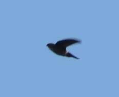 Image of Pygmy Swiftlet