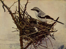 Image of true shrikes