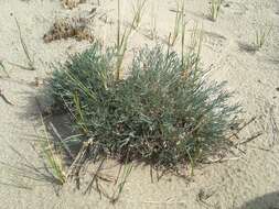 Imagem de Artemisia campestris subsp. borealis (Pall.) H. M. Hall & Clem.