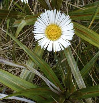 Plancia ëd Celmisia coriacea (Forst. fil.) Hook. fil.