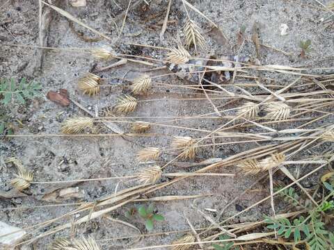 Imagem de Eremopyrum triticeum (Gaertn.) Nevski