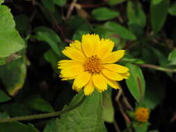 Image of Bay Biscayne creeping-oxeye